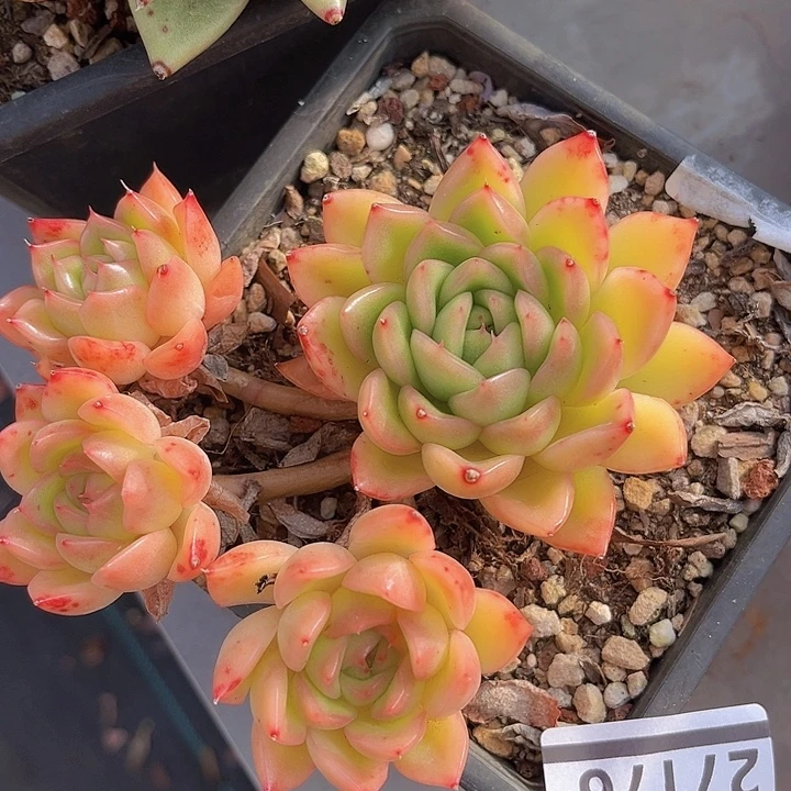 冰河世纪27176多肉植物