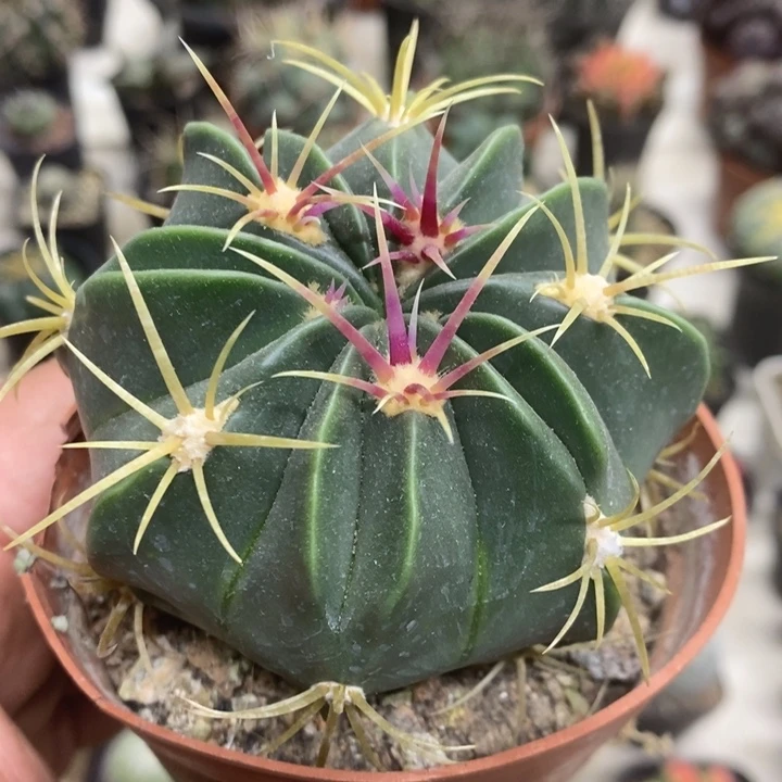 实生赤诚特价福利