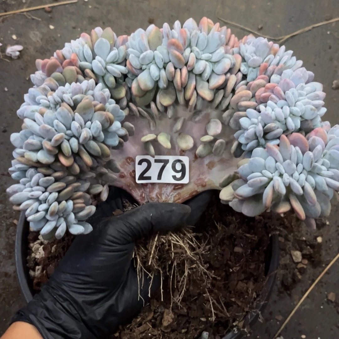 陈***晨279号新疆西藏内蒙古不包邮的