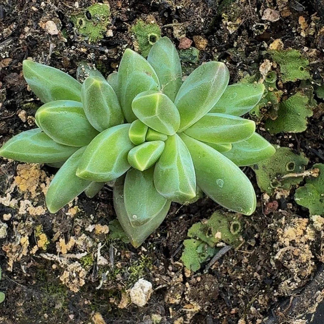 黑珍珠小苗一物一拍