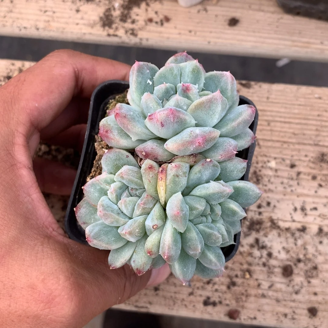 阿凡多肉一物一拍