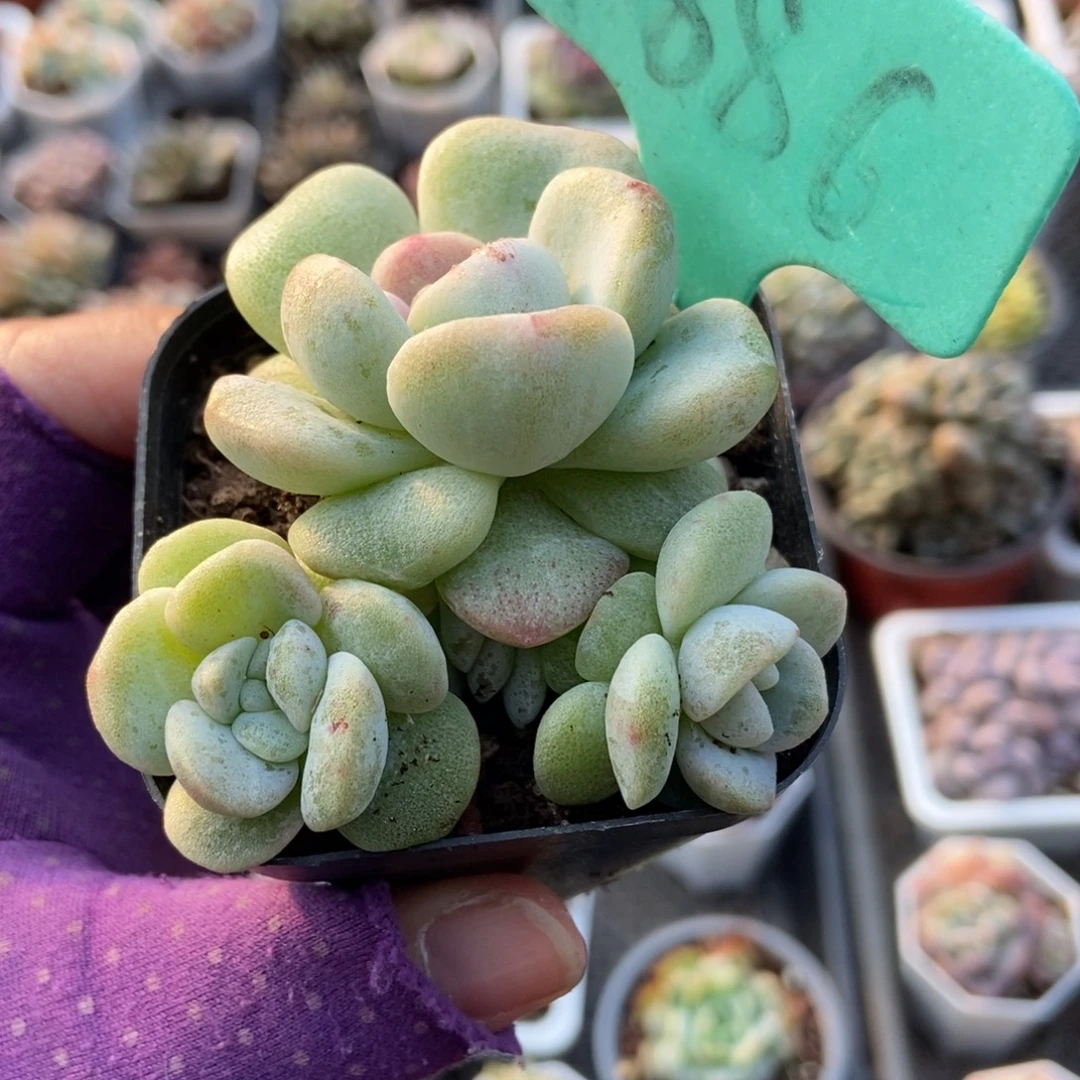 1886石化冰玉多肉植物