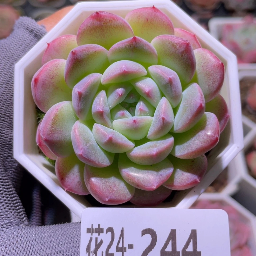 花利美24-244精选糖心