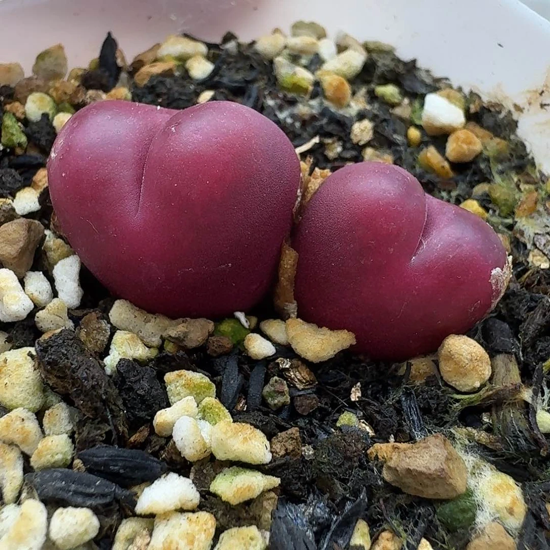 过***老马生石花吕红2523