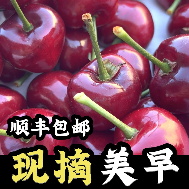 【现摘】新鲜美早大樱桃顺丰空运当季水果2-5斤1-5J 内附果径卡