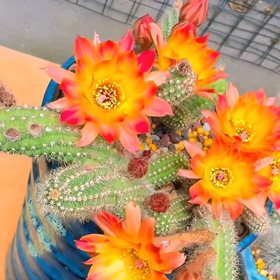 吕根岛火焰   自生根  进口 杂交白檀 1年苗 盆栽 阳台