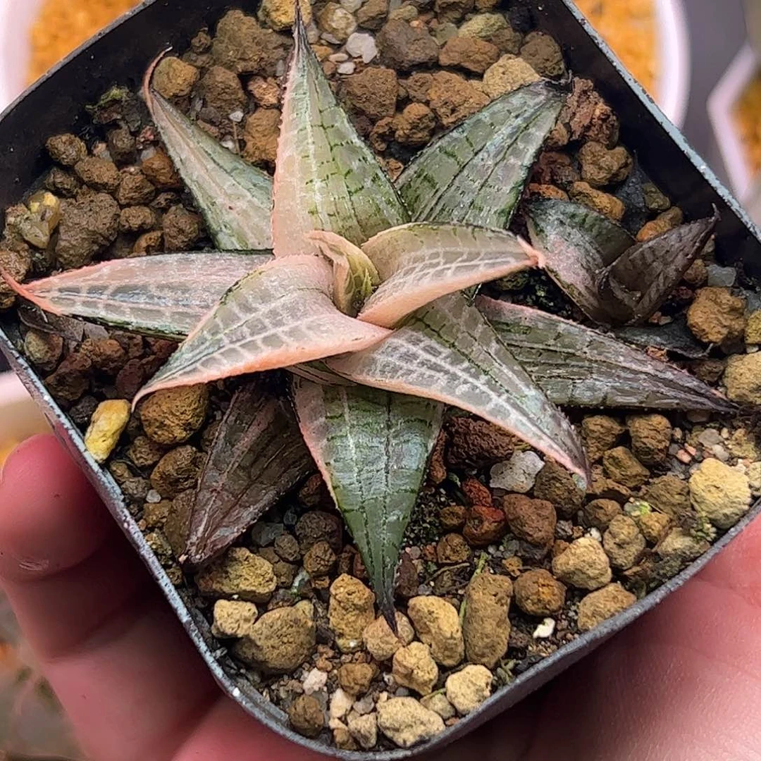 龙鳞母本锦新叶糊斑带侧芽