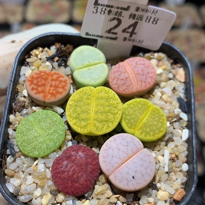 Sss精品生石花多肉24