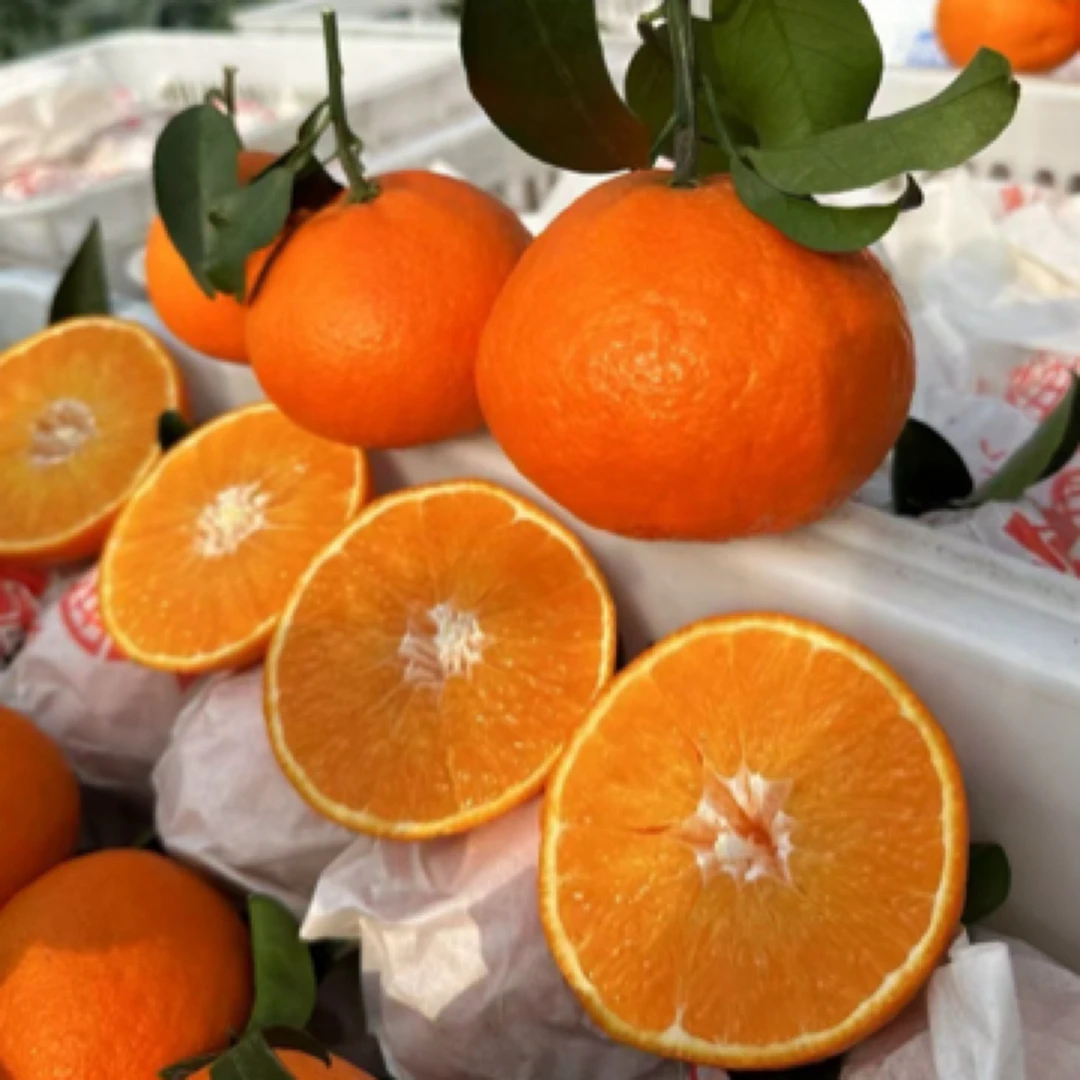 【春良 推荐】四川省 眉山爱媛果冻橙 4.5斤/8斤