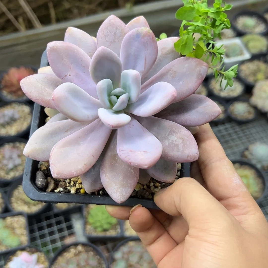 ****嘻粉兔5 零零多肉植物