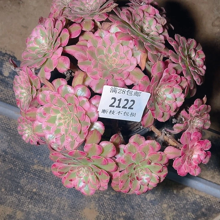 2122红铜白多肉植物