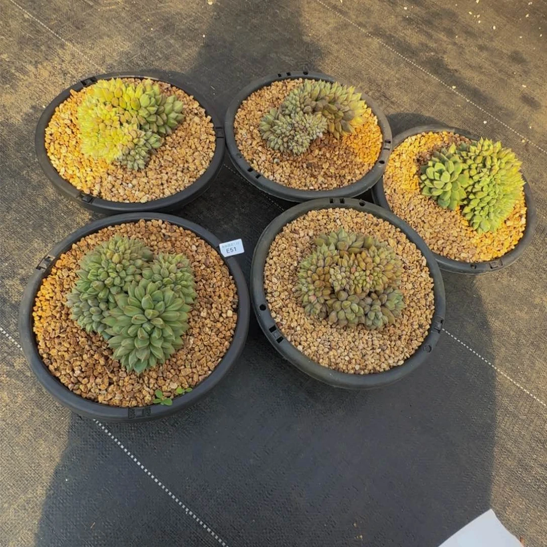 小***悠e 51红象牙缀化五颗