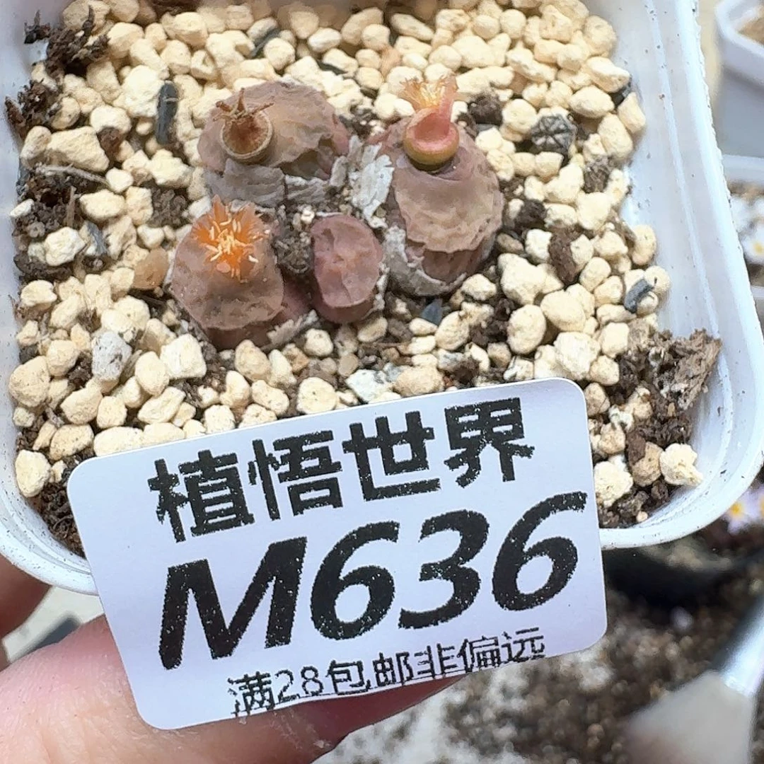 多肉植物的润泽植物发