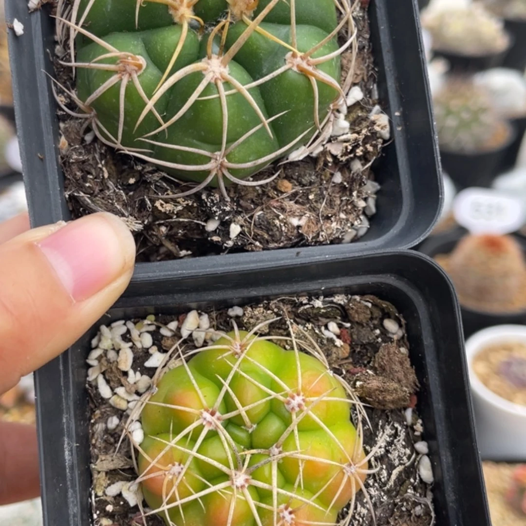 海王两颗         实生根