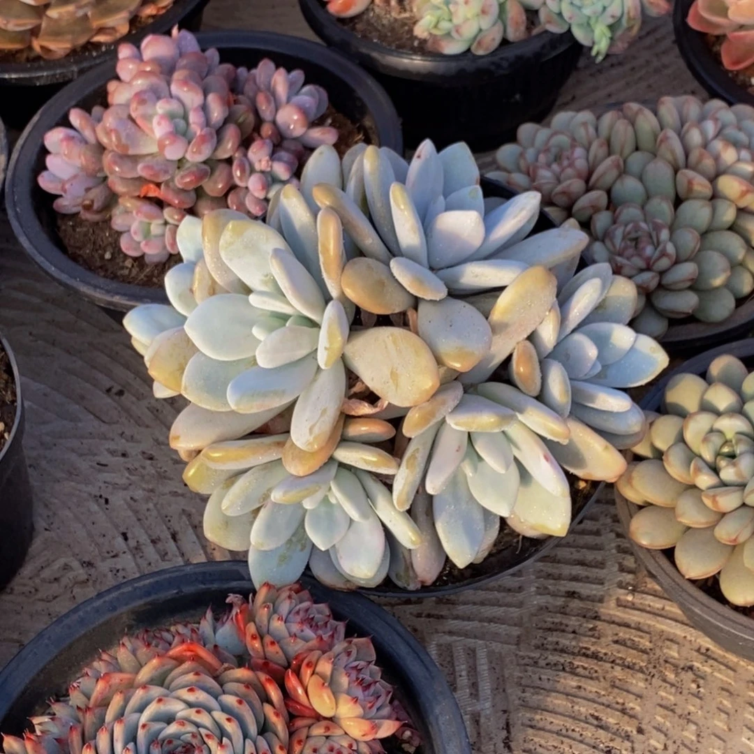 珍**生48包邮一物一拍多肉植物