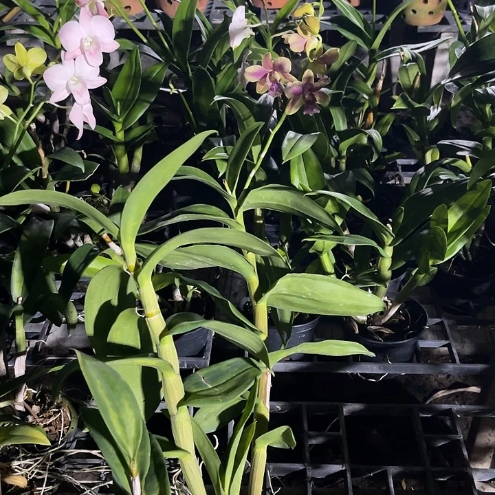 当前无花朵，栽培后可花朵个体迷秀284