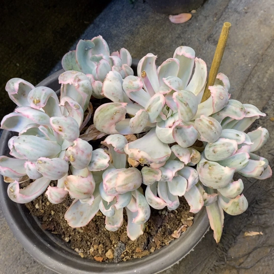伯克利锦多肉植物盆栽