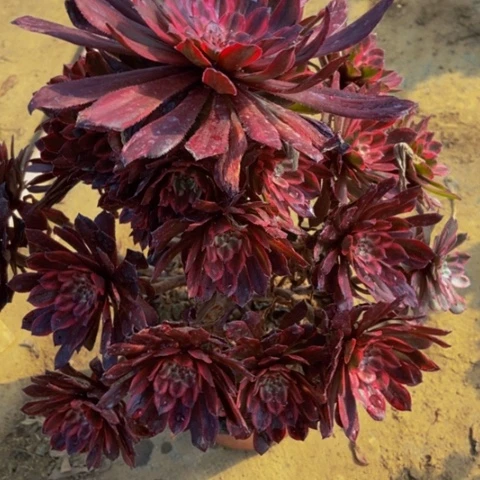 紫霞仙子多肉植物17多肉