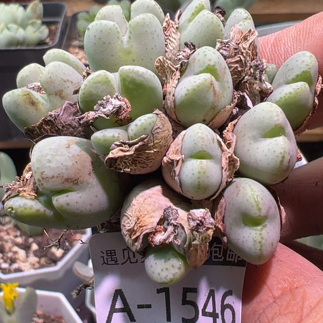 多肉植物11111111111