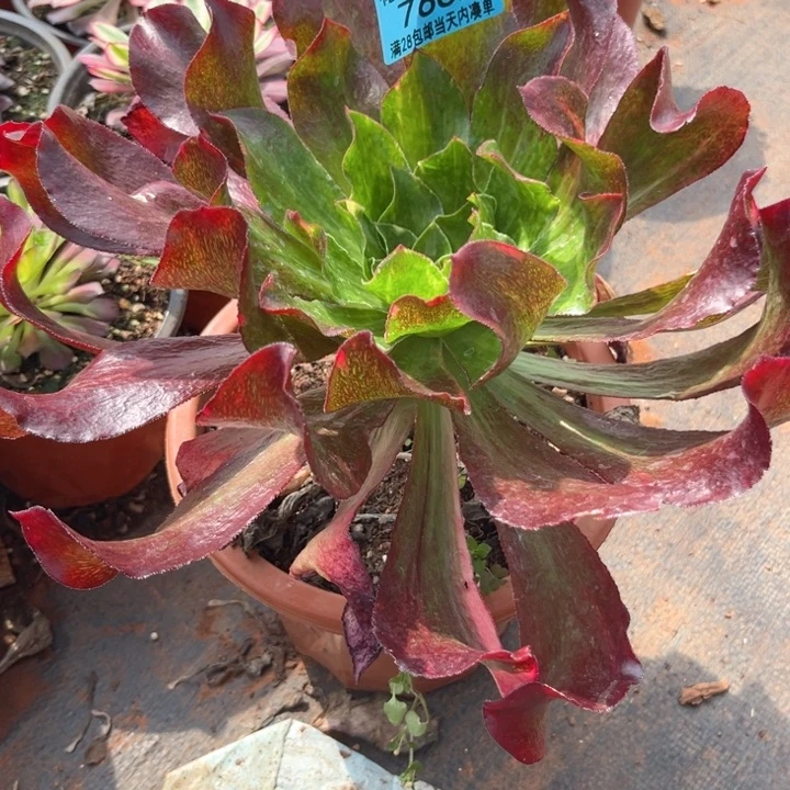 不知名7662多肉植物