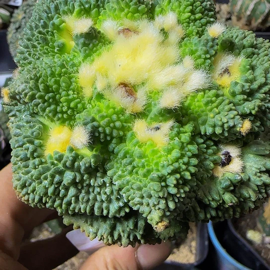 哥怒774仙人球开花