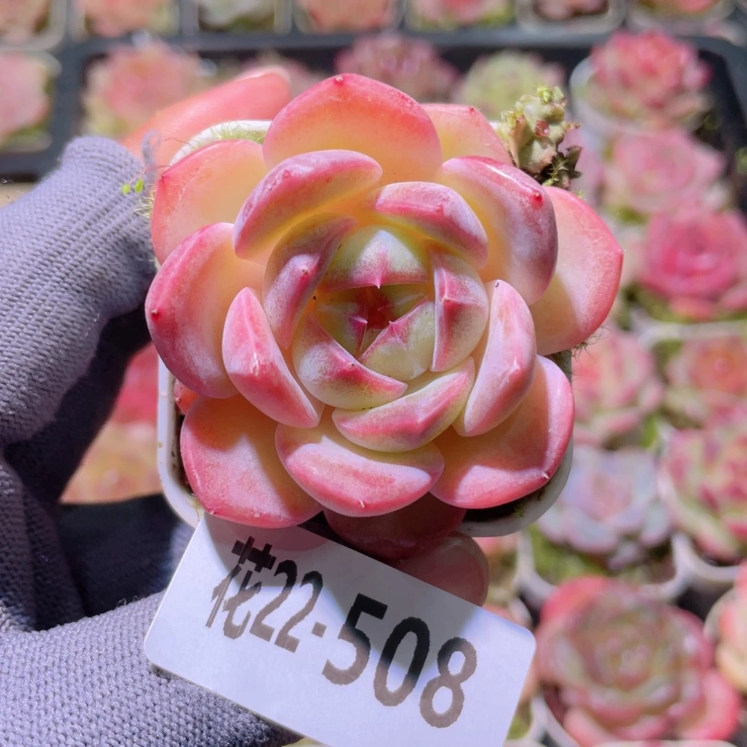 花利美22-508福利珍妮