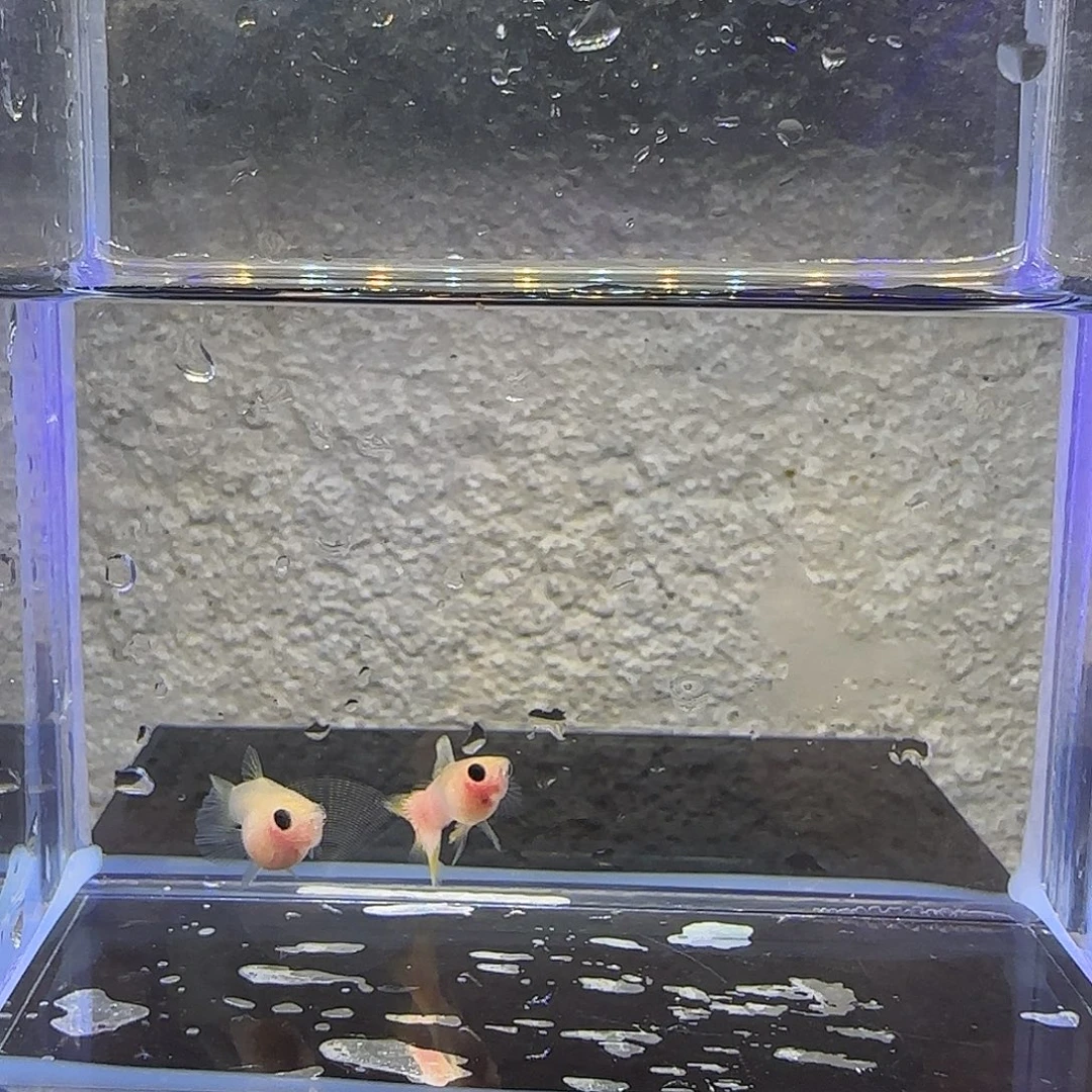 孔雀鱼幻彩粉猫球一对