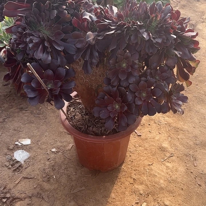 多肉植物欧紫缀39