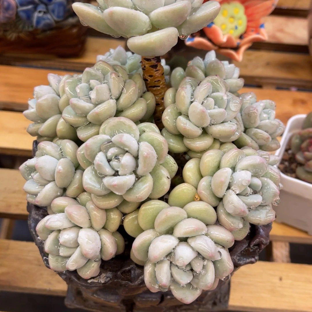 漠*37373838383838383853