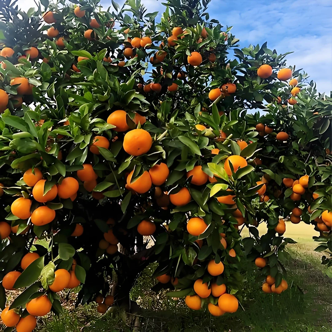 基地各种橘子苗盆栽地栽嫁接树苗柚子砂糖橘