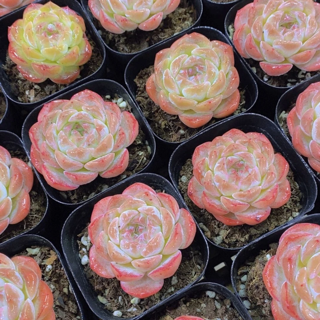 量拍78号 钻石粉冰魄单头两颗