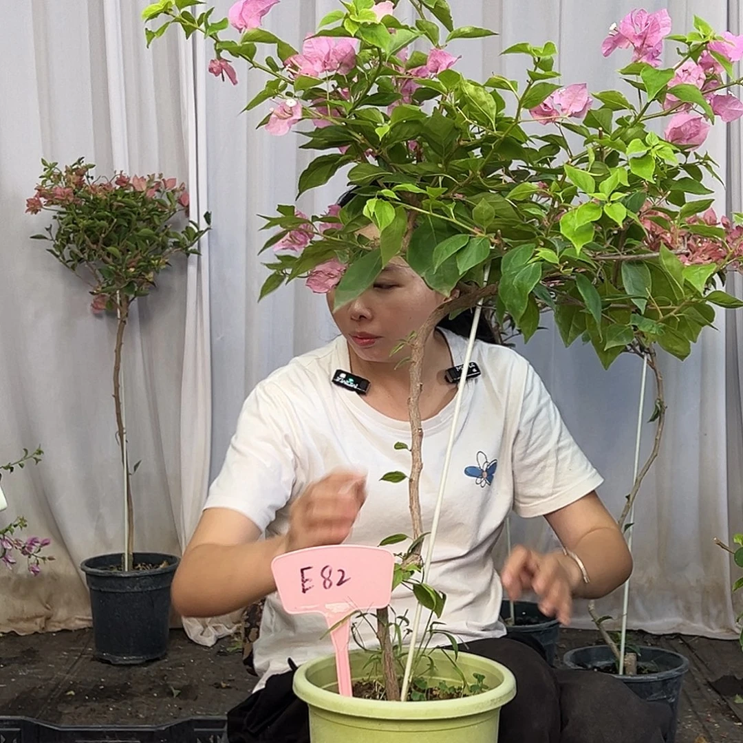 李***霞当前无花栽培后可以开花E82橙粉