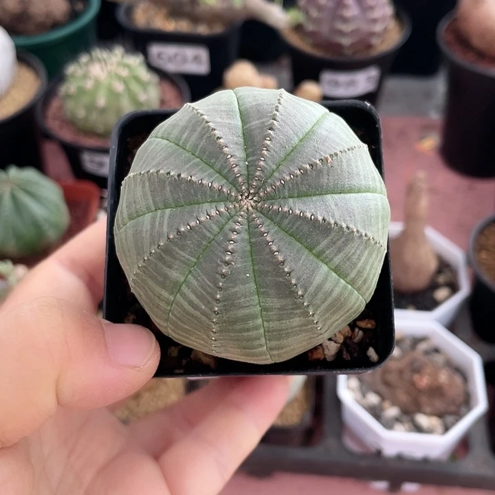 181实生大单头欧布