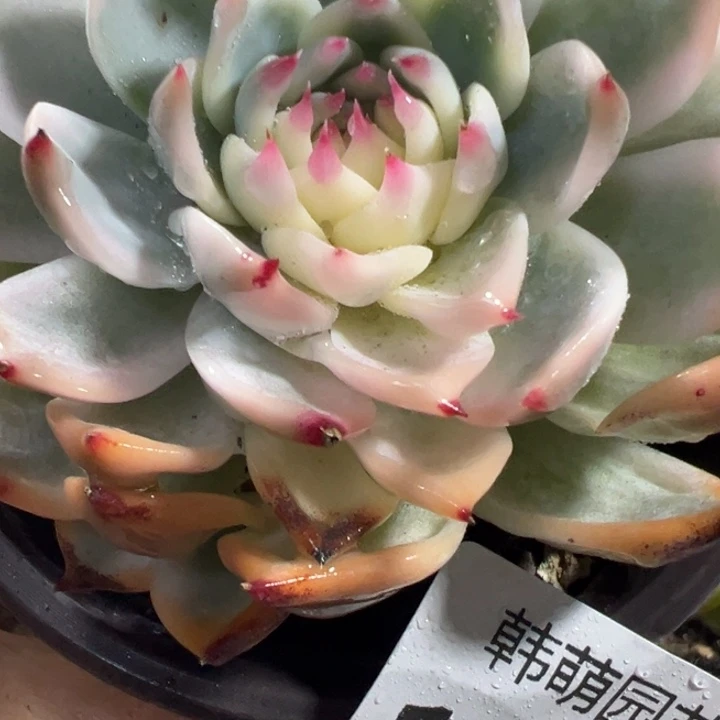 吉娃娃锦多肉植物1058