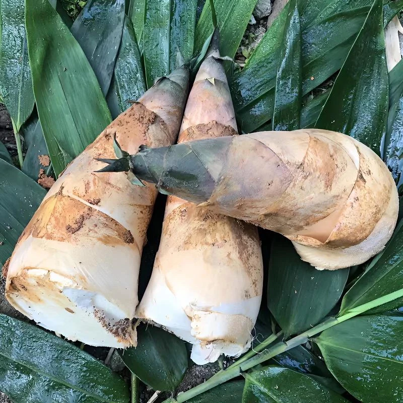 【当季现挖】潮汕高山新鲜竹笋鲜嫩竹笋现挖现发零添加麻笋竹笋鲜笋