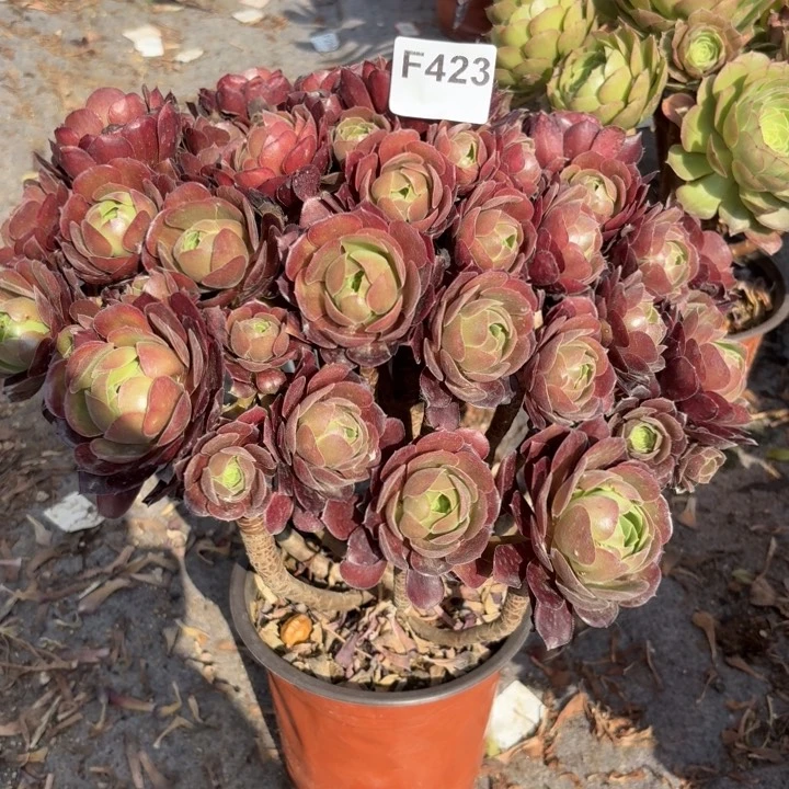 荷兰玫瑰多肉植物不包损423