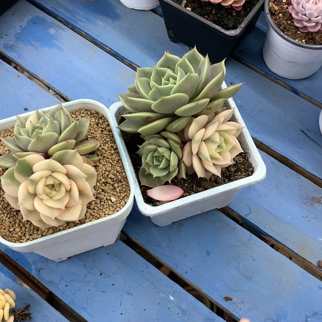 豆*果贝加尔湖富伦锦多肉植物