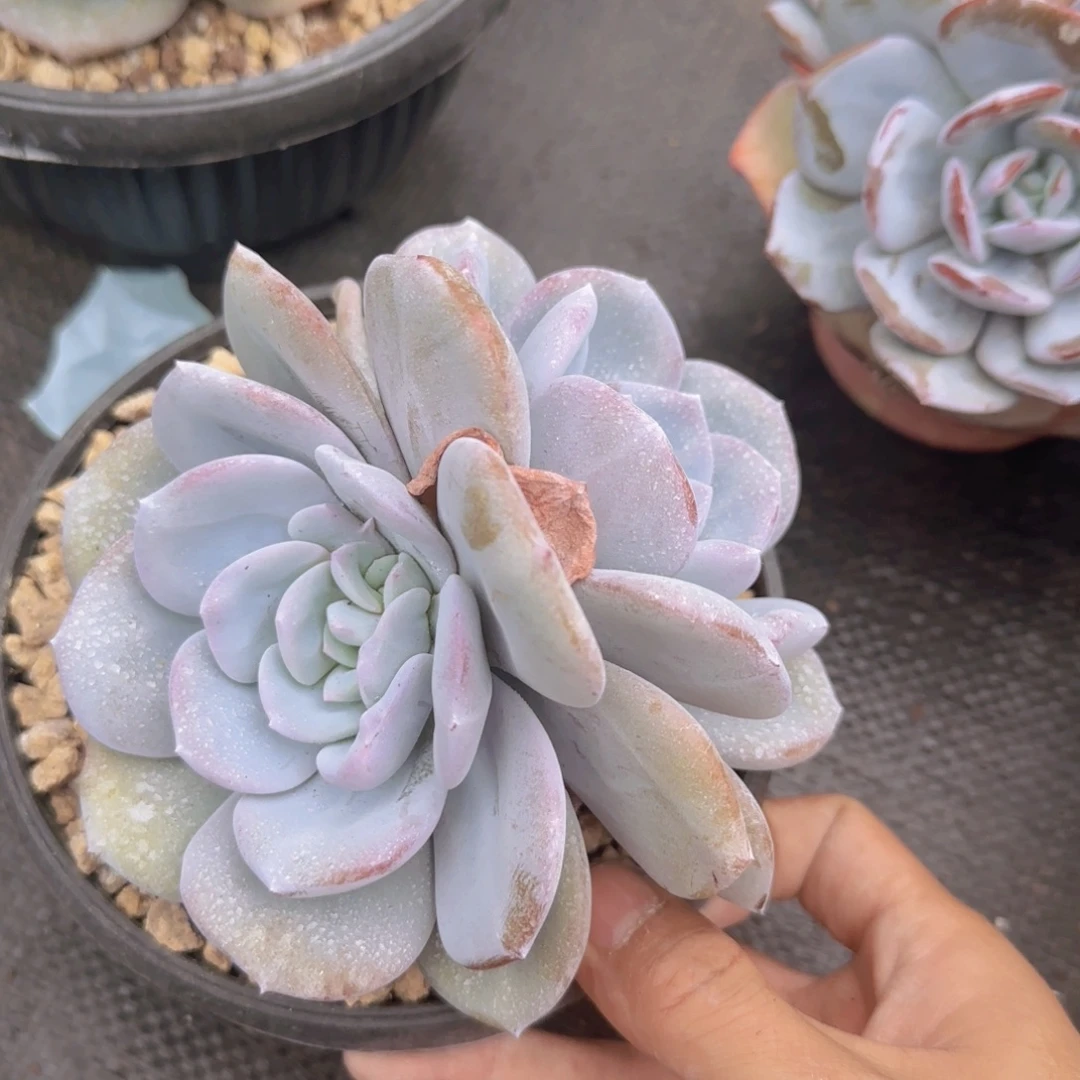 10-34奶茶多肉植物