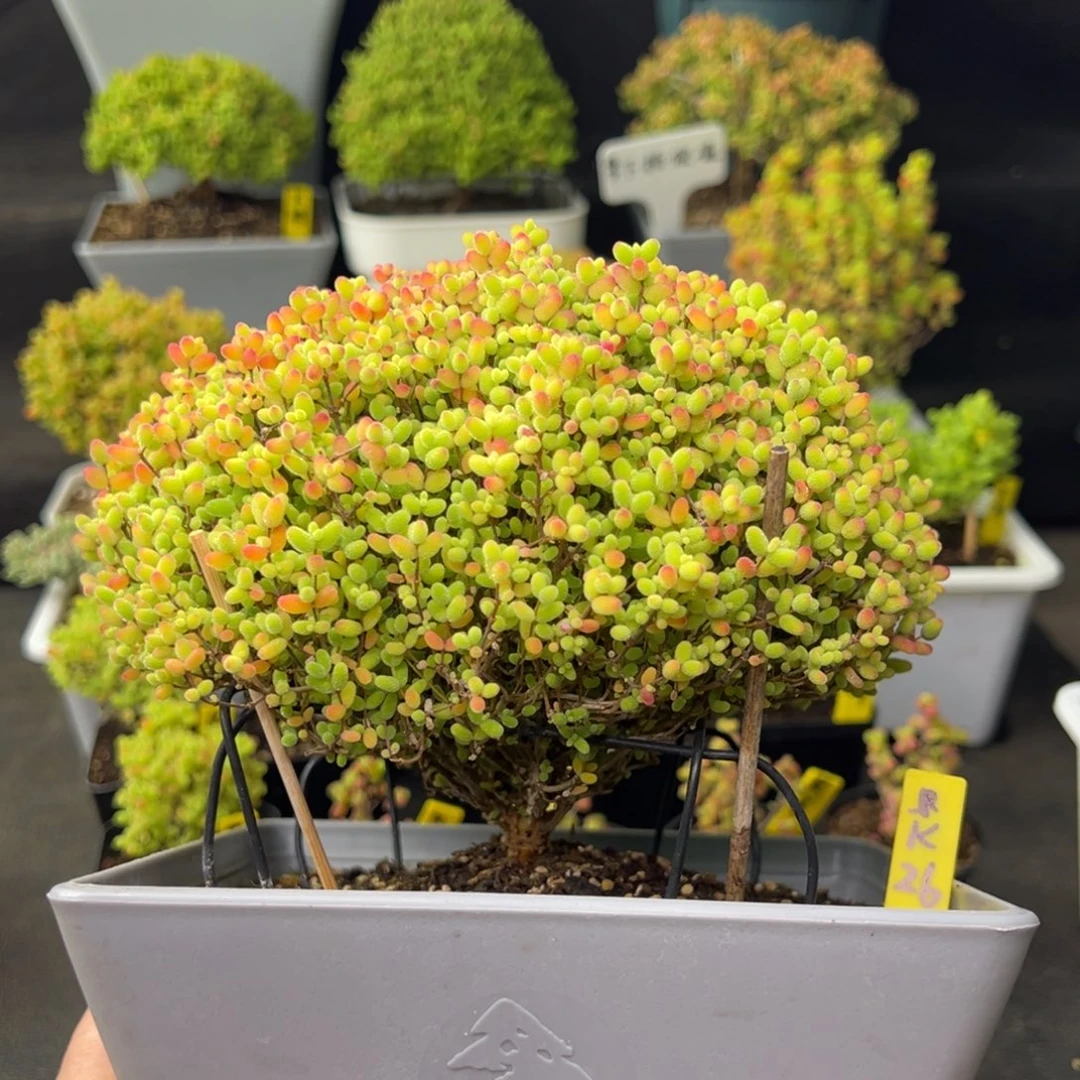 路*曼蜜橘带盆带土发货