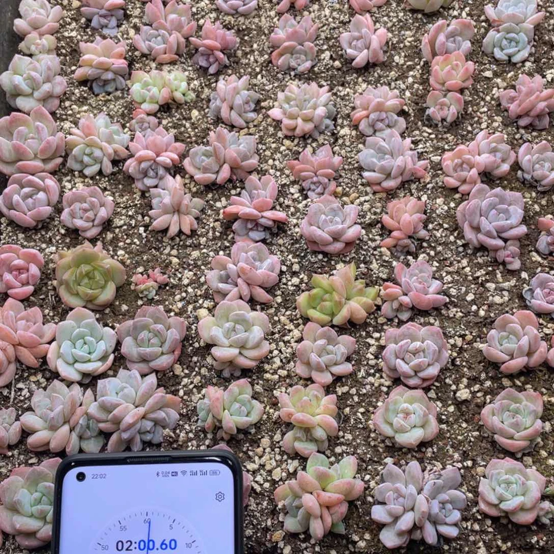 安*.云糖心多肉植物47