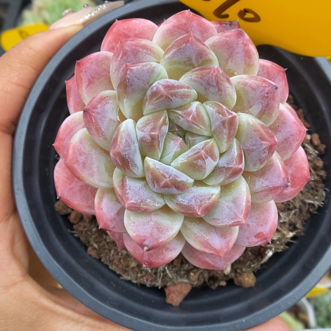 母本冰魄890号。