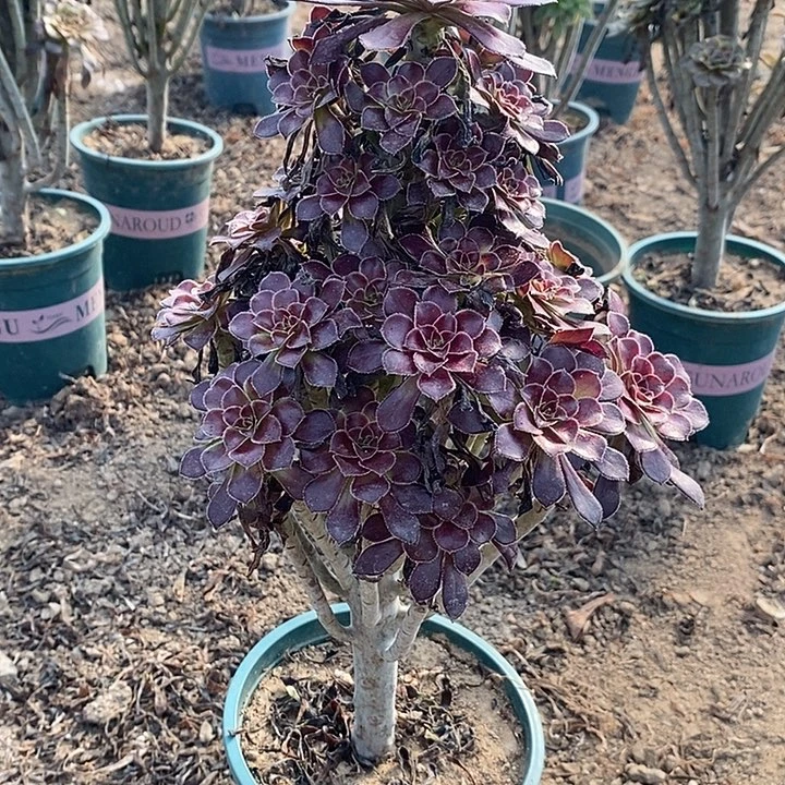 黑法多肉植物013