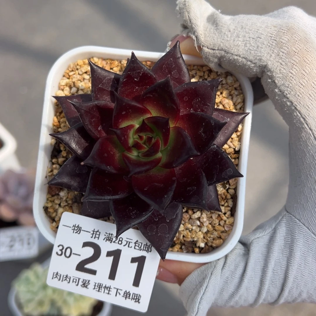 卡宴，多肉多肉多肉多肉