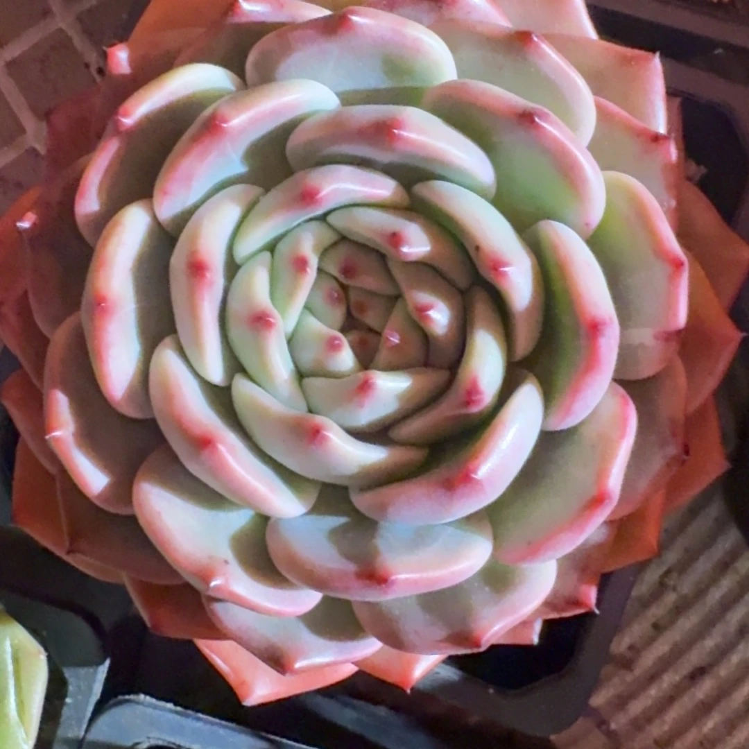 专拍链接多肉精品