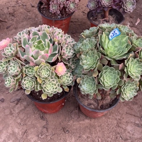 225多肉植物组合,
