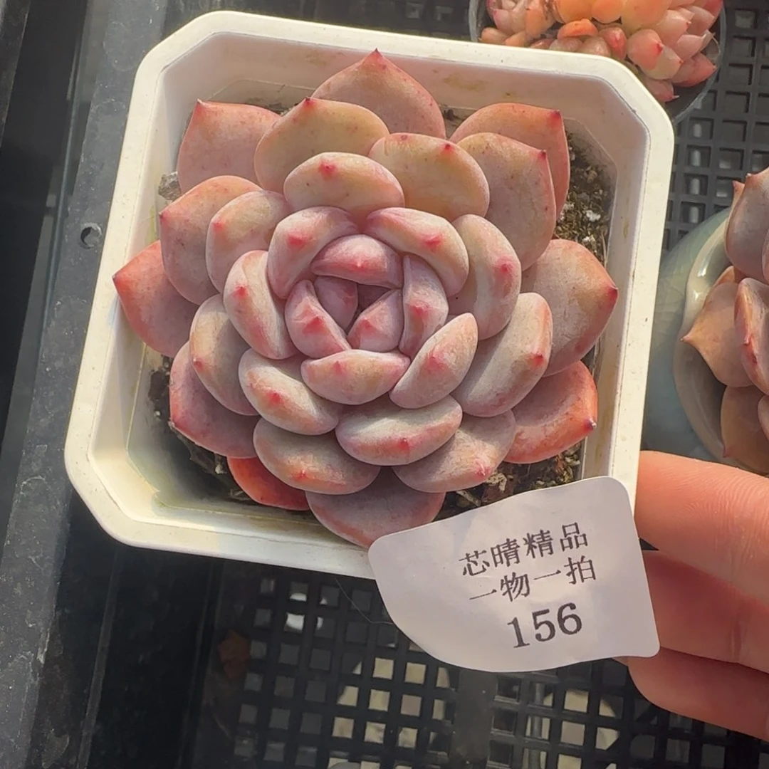 闪购精品多肉156号