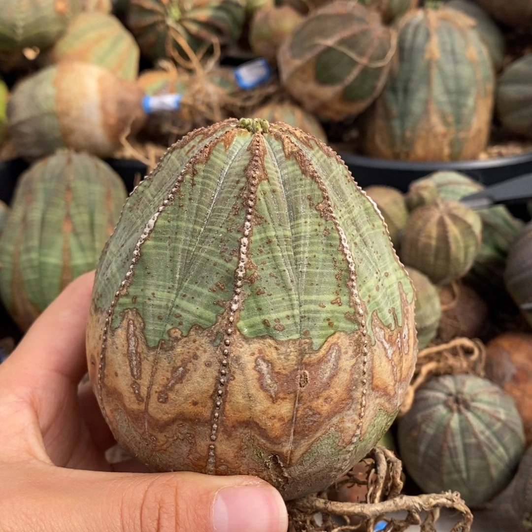 欧系实生布纹球一物一拍