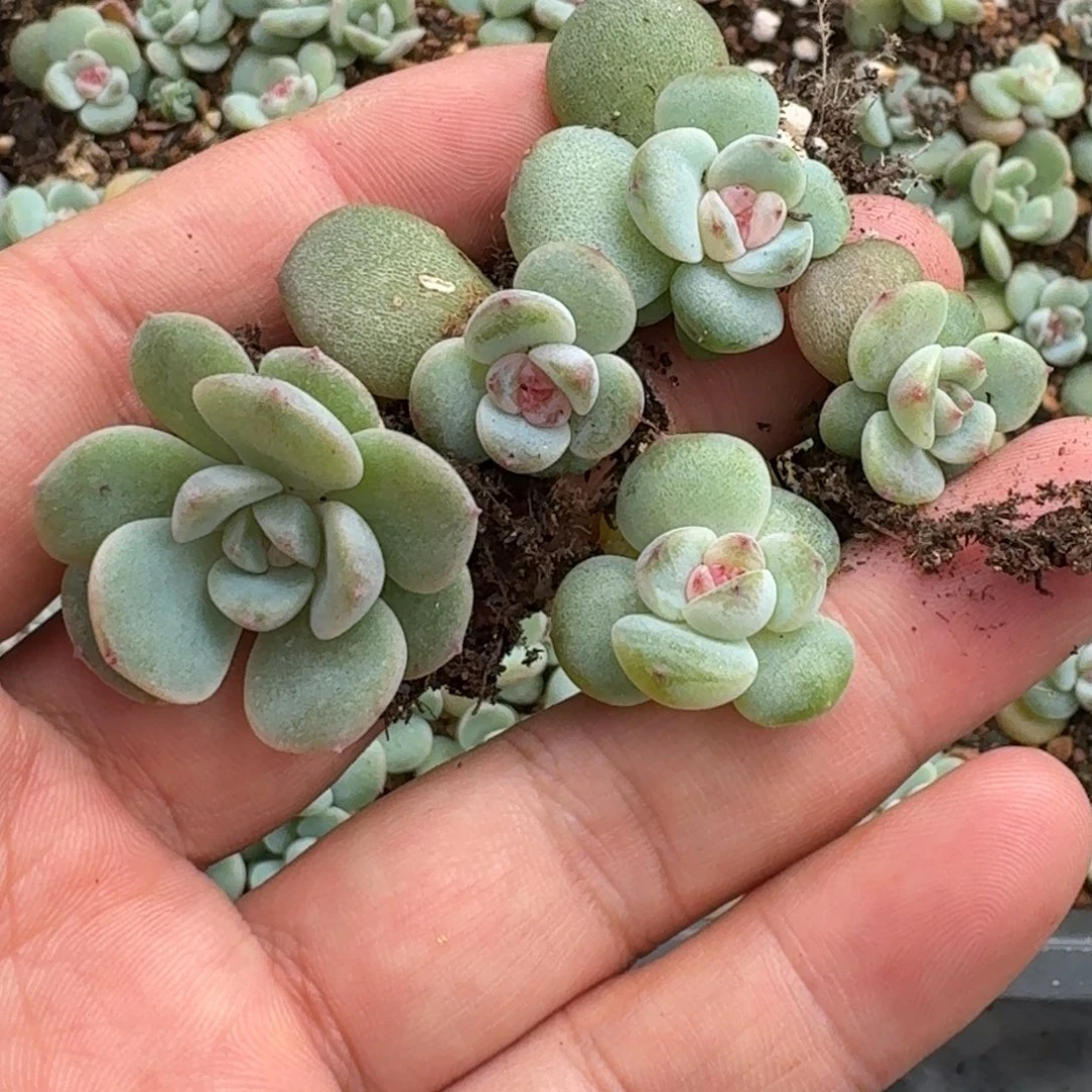 如图云慢优选糖心叶插5颗