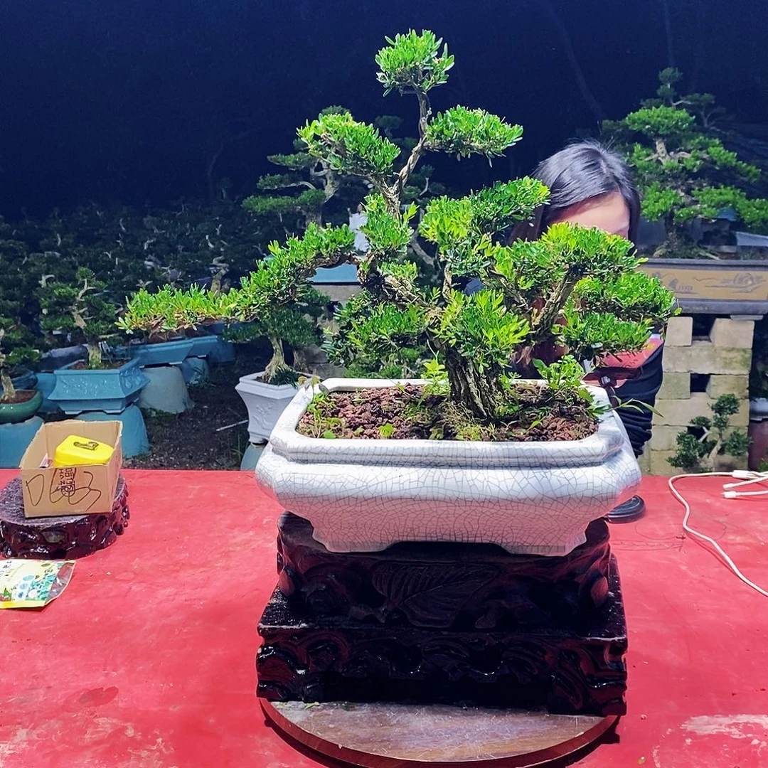 完全开放广东黄杨盆景