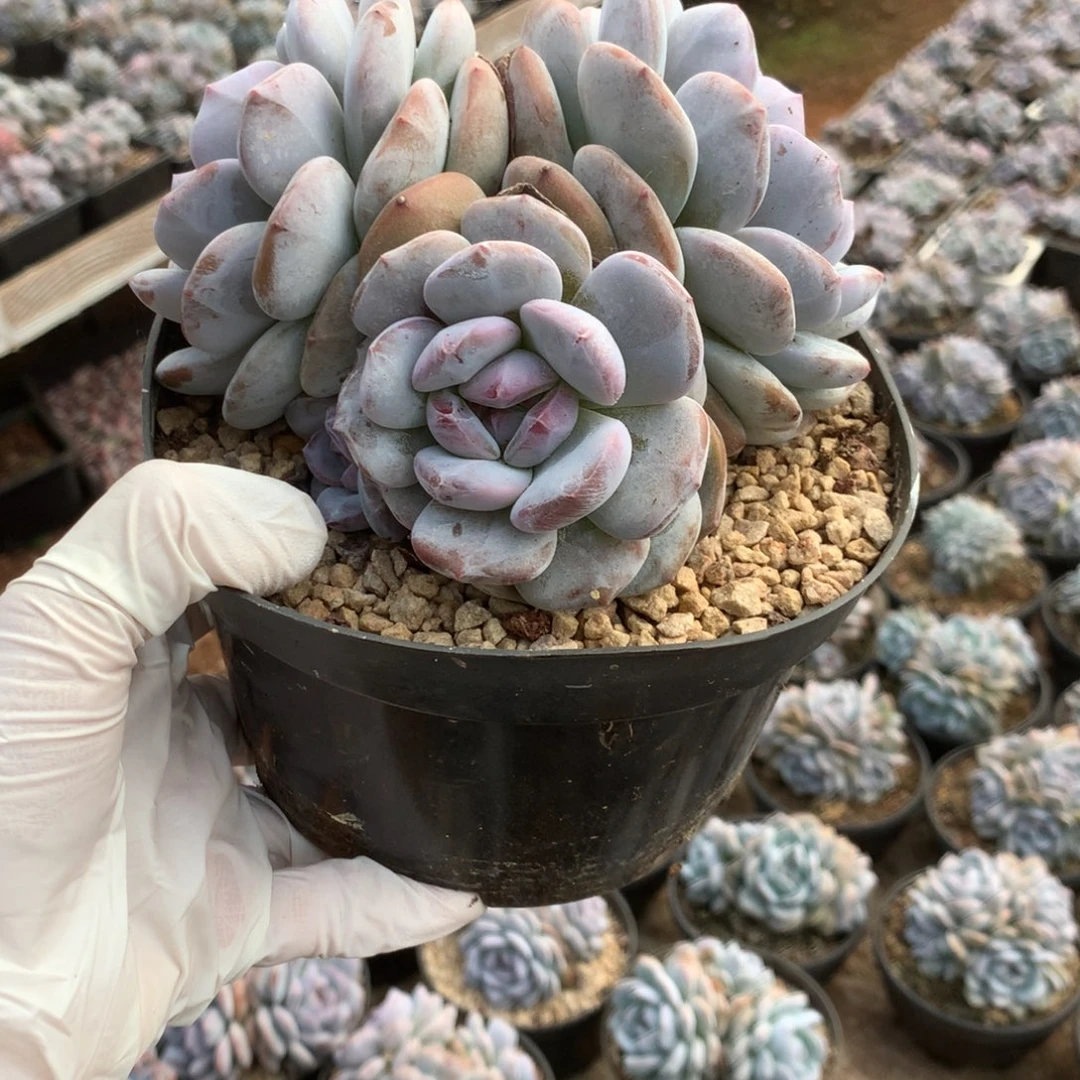 无花朵哈哈哈哈哈哈哈哈30